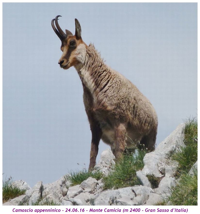 Camoscio appenninico